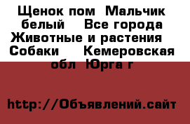 Щенок пом. Мальчик белый  - Все города Животные и растения » Собаки   . Кемеровская обл.,Юрга г.